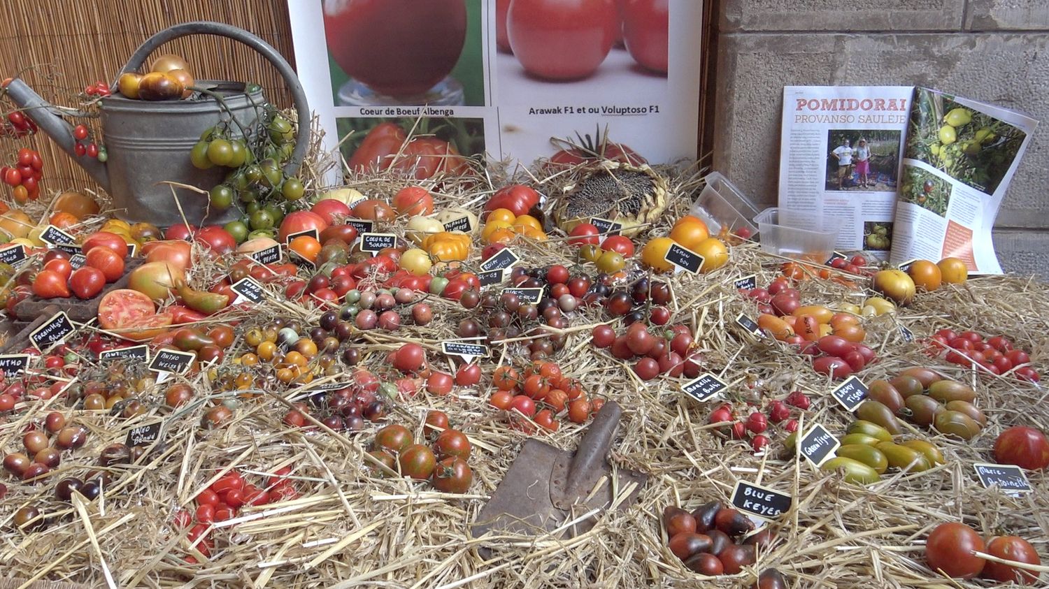 Comment récupérer les graines de tomates ?