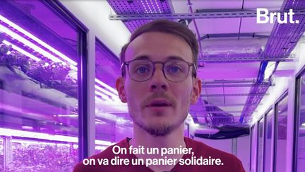 A Sartrouville, Antoine et ses frères ont eu l’idée de transformer un parking abandonné en ferme urbaine. En expérimentant la culture hors-sol et sans pesticides, ils arrivent à produire plus qu’un agriculteur classique.