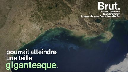 Cet été, la "zone morte" du golfe du Mexique pourrait atteindre 22 000 kilomètres carrés. Cette surface "sans vie" met en péril la biodiversité environnante.