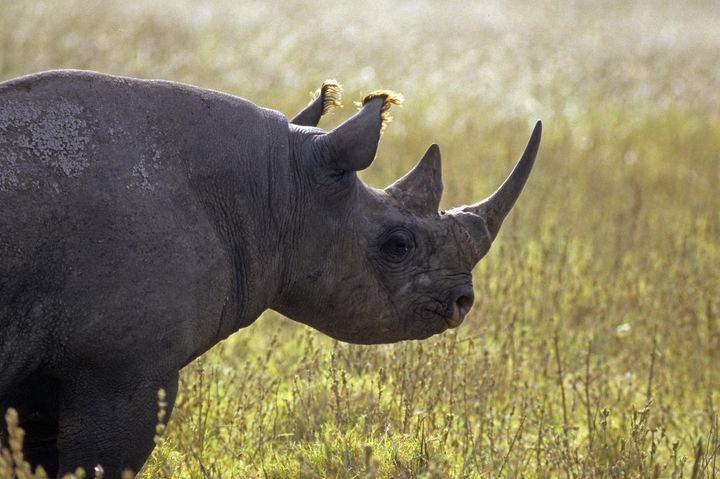 Selon les enquêtes, il ne reste plus que 5 000 rhinocéros noirs vivant à l'état sauvage.&nbsp; (ALAIN GUERRIER / AFP)