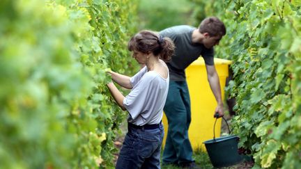 &nbsp; (Après deux très mauvaises années, la récolte devrait être bonne en 2014 © MAXPPP)