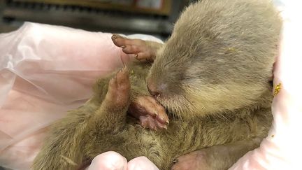 Une loutre a été retrouvée à bord d'un vol reliant Bangkok à Taipei, le 4 octobre 2023. (TAIWAN'S ANIMAL AND PLANT HEALTH / AFP)