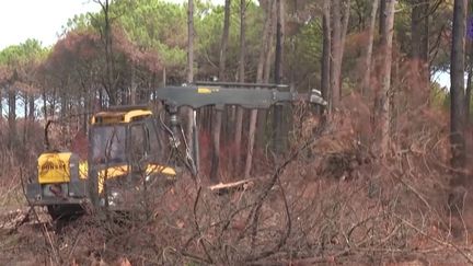 Incendies : en Gironde, la forêt de La Teste-de-Buch se régénère (FRANCEINFO)