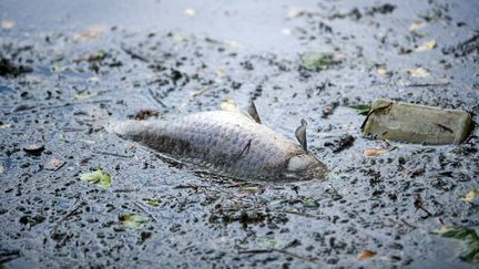 Un poisson mort dans l'Escaut, près de Valenciennes, le 1er mai 2020 (photo d'illustration). (MAXPPP)