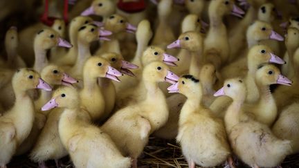 Un élevage de canards à&nbsp;Castelnau-Tursan (Landes), le 10 septembre 2020. (PHILIPPE LOPEZ / AFP)