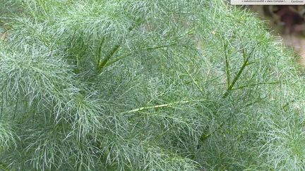 Le feuillage du fenouil (Foeniculum vulgare), fin et graphique. (ISABELLE MORAND / RADIO FRANCE / FRANCE INFO)