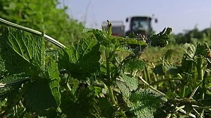 Les plantes médicinales remportent un important succès