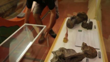 Sciences : des chasseurs de dinosaures en quête de découvertes au Royaume-Uni