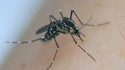 &nbsp; (Le nouveau virus zika est transmis par les moustiques tigres © Maxppp)