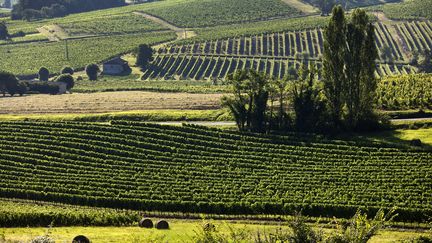 Vignes AOC Saussignac, en Dordogne (PHILIPPE ROY / PHILIPPE ROY)