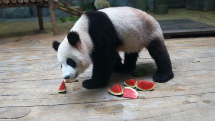 Un panda g&eacute;ant mange de la past&egrave;que dans un parc zoologique &agrave; Shenzhen (Chine), le 28 mai 2014. (SHUI GUOTANG / IMAGINECHINA / AFP)