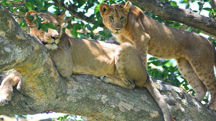 Deux lionnes du parc national Queen Elisabeth en Ouganda. Ces fauves sont connus pour grimper aux arbres, attirant de nombreux touristes. (ANTOINE LORGNIER / ONLY WORLD)