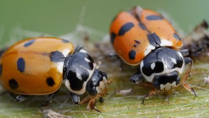 La plupart des ravageurs des cultures possèdent un cortège d'ennemis naturels qui contribuent à limiter leur pullulation.&nbsp;Les pesticides auraient fait disparaître 70% des insectes, notamment les coccinelles qui mangent les pucerons.&nbsp; (CHRISTIAN WATIER / MAXPPP)