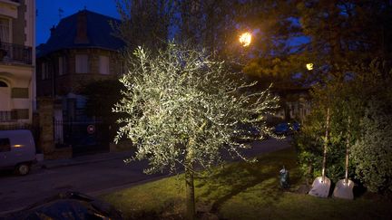 Un arbre planté en mémoire d'Ilan Halimi au Raincy (Seine-Saint-Denis), le 19 janvier 2011. (BERTRAND LANGLOIS / AFP)