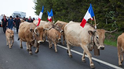 Édition spéciale Salon de l'Agriculture : l'Aubrac, la belle aux yeux noirs