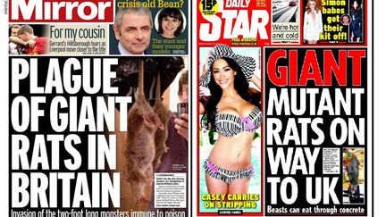 Les rats g&eacute;ants &agrave; la une des tablo&iuml;ds anglais.&nbsp; (DAILY MIRROR / DAILY STAR)