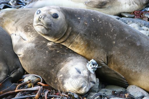 Les animaux balisés ne sont pas mis à l'écart de la communauté (Photothèque du CNRS)