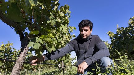 Le vigneron Remi Dumas irrigue ses vignes pour lutter contre le réchauffement clmatique, à Saint-Genies-des-Mourgues, le 4 octobre 2022. (GUILLAUME BONNEFONT / MAXPPP)