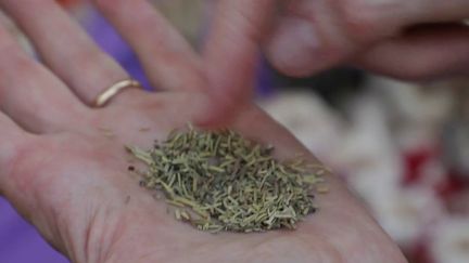 Herbes de Provence : une provenance incertaine