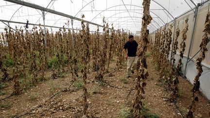 &nbsp; (Un fermier palestinien marche au milieu de plants de concombres secs, lors d'un épisode de sécheresse en 2008  ©  REUTERS/ Mohamad Torokman)