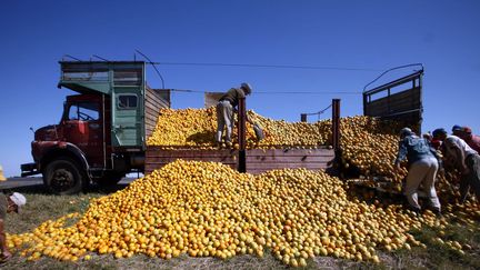 Des agriculteurs ramassent des oranges à&nbsp;Gualeguaychu, en Argentine, le 30 mars 2008. (ANDRES STAPFF / REUTERS)