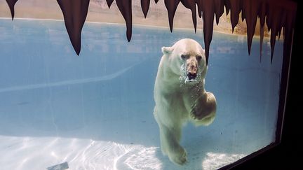 L'ourse polaire Yupik nage dans son bassin, dans le zoo de Morelia (Mexique), le 20 mars 2018. (ENRIQUE CASTRO / AFP)