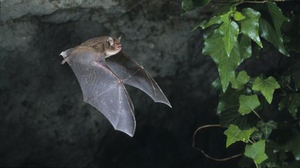 Une chauve-souris&nbsp;myotis danbentoni&nbsp;photographiée en septembre 2016. (LEEMAGE / AFP)