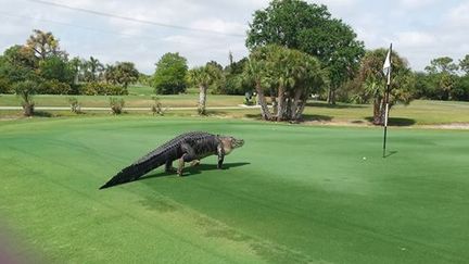 Capture d'&eacute;cran d'un message du Myakka Pines Golf Club montrant un alligator sur le green, en Floride (Etats-Unis), le 6 mars 2015. (MYAKKA PINES GOLF CLUB)