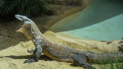 Un dragon de Komodo de trois ans a été transféré du zoo de Los Angeles (Etats-Unis) à celui de Rome (Italie), le 15 mai 2014. (GIORGIO COSULICH / GETTY IMAGES EUROPE)