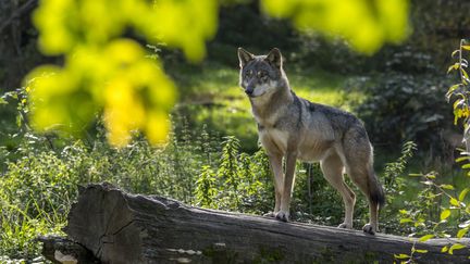 Selon les dernières estimations de  l'Office Français de la Biodiversité, il y aurait 1 104 loups en France en 2023. (PHILIPPE CLEMENT / MAXPPP)