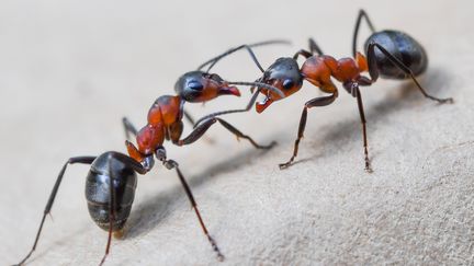 Deux fourmis de la famille des formicidés. (PATRICK PLEUL / DPA)