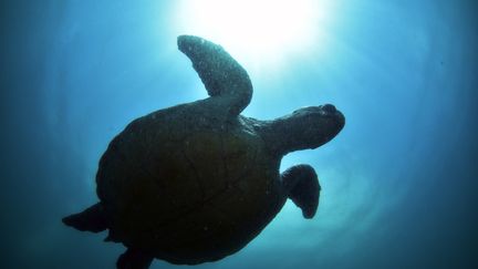 Une tortue verte nage au large de Kawana, ville d'Ito, préfecture de Shizuoka (Japon), le 12 juillet 2023. (TOSHIYUKI KON / YOMIURI)