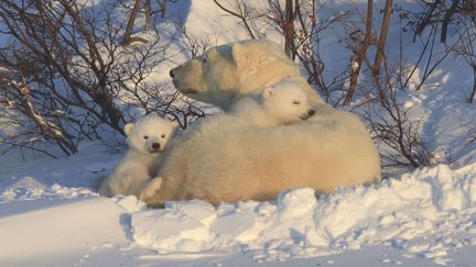 Une femelle et ses deux oursons polaires le 6 mars 2012 dans la baie d'Hudson (Canada). (CHRISTINE HAINES / REX / SIPA)