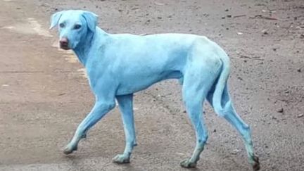 Des chiens errants, de couleur bleue, vus dans un quartier pauvre de Bombay