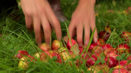 Regarder la vidéo Gastronomie : le cidre fait pétiller les grandes tables