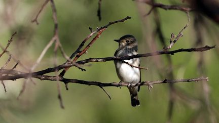 Un oiseau sur une branche (illustration). (JOSEPH EID / AFP)