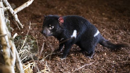 Les deux diables de Tasmanie vont pouvoir profiter de leur espace extérieur. (ZOOPARC DE BEAUVAL)