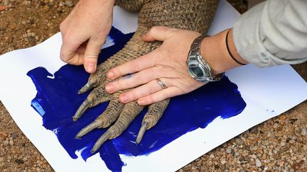 Tuka, un dragon de Komodo laisse son empreinte sur du papier dans&nbsp;le cadre d'une campagne pour la protection des esp&egrave;ces r&eacute;alis&eacute;e au zoo de Sydney (Australie), le 27 juin 2012. (CAMERON SPENCER / GETTY IMAGES)