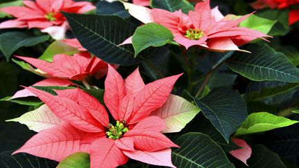 &nbsp; (Le poinsettia n’est pas une plante exigeante, elle demande une température de 15 à 20°© MaxPPP)