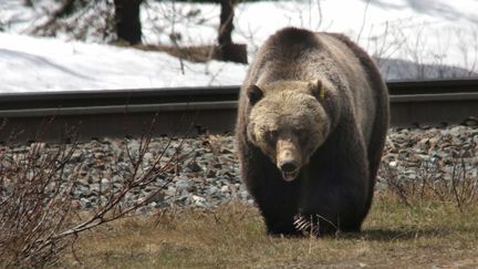 Un grizzly marche près d'une voie ferrée, le 20 mai 2014, à l'ouest de Lake Louise (Alberta, Canada). (MIKE DREW / QMI AGENCY / AFP)