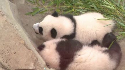 Zoo de&nbsp;Beauval&nbsp;:&nbsp;présentation des&nbsp;jumelles&nbsp;pandas au grand public (France 3)