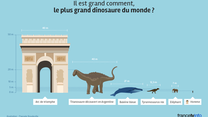 Il est grand comment, le plus grand dinosaure au monde ? (Pascale Boudeville / franceinfo)