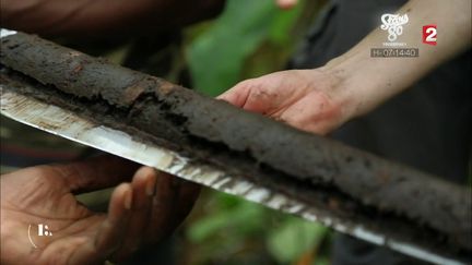 VIDEO. "13h15". Climat : pourquoi il faut protéger la plus grande tourbière tropicale qui séquestre le dioxyde de carbone