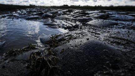 Les pavés boueux de Paris-Roubaix.&nbsp; (DAVID STOCKMAN / BELGA MAG)