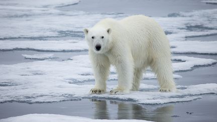 Un ours polaire sur la banquise. (KT MILLER / POLAR BEARS INTERNATIONAL)