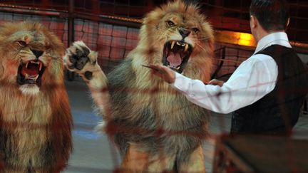 Le dresseur ukrainien Vladislav Goncharov pendant une repr&eacute;sentation &agrave; l'occasion du 8e Festival international du cirque, le 21 janvier 2010, &agrave; Budapest, en Hongrie.&nbsp; (ATTILA KISBENEDEK / AFP)