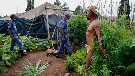 Dans un potager installé près du bureau du président Cyril Ramaphosa à Pretoria, le "roi Khoïsan" protège sa dagga (marijuana) aux effets psychotropes, avant d’être arrêté pour plantation illégale, le 12 janvier 2022. (PHIL MAGAKOE / AFP)