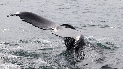 Une baleine à bosse à&nbsp;Hestfjorour, près des côtes du nord de l'Islande, le 2 août 2021. (TOM GROVE / AFP)