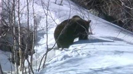 Un ours des Pyrénées (France 3 Aquitaine)