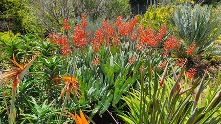 Dans la zone du jardin consacrée à la flore sud-africaine. (ISABELLE MORAND / DR / RADIO FRANCE / FRANCE INFO)